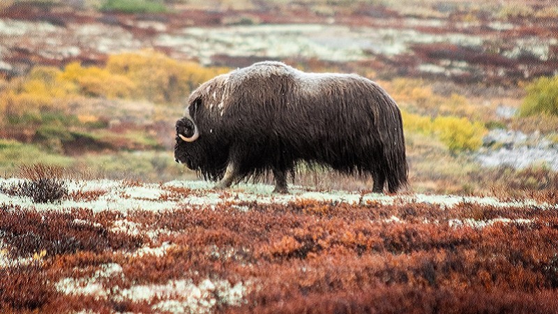 Moskussafari
